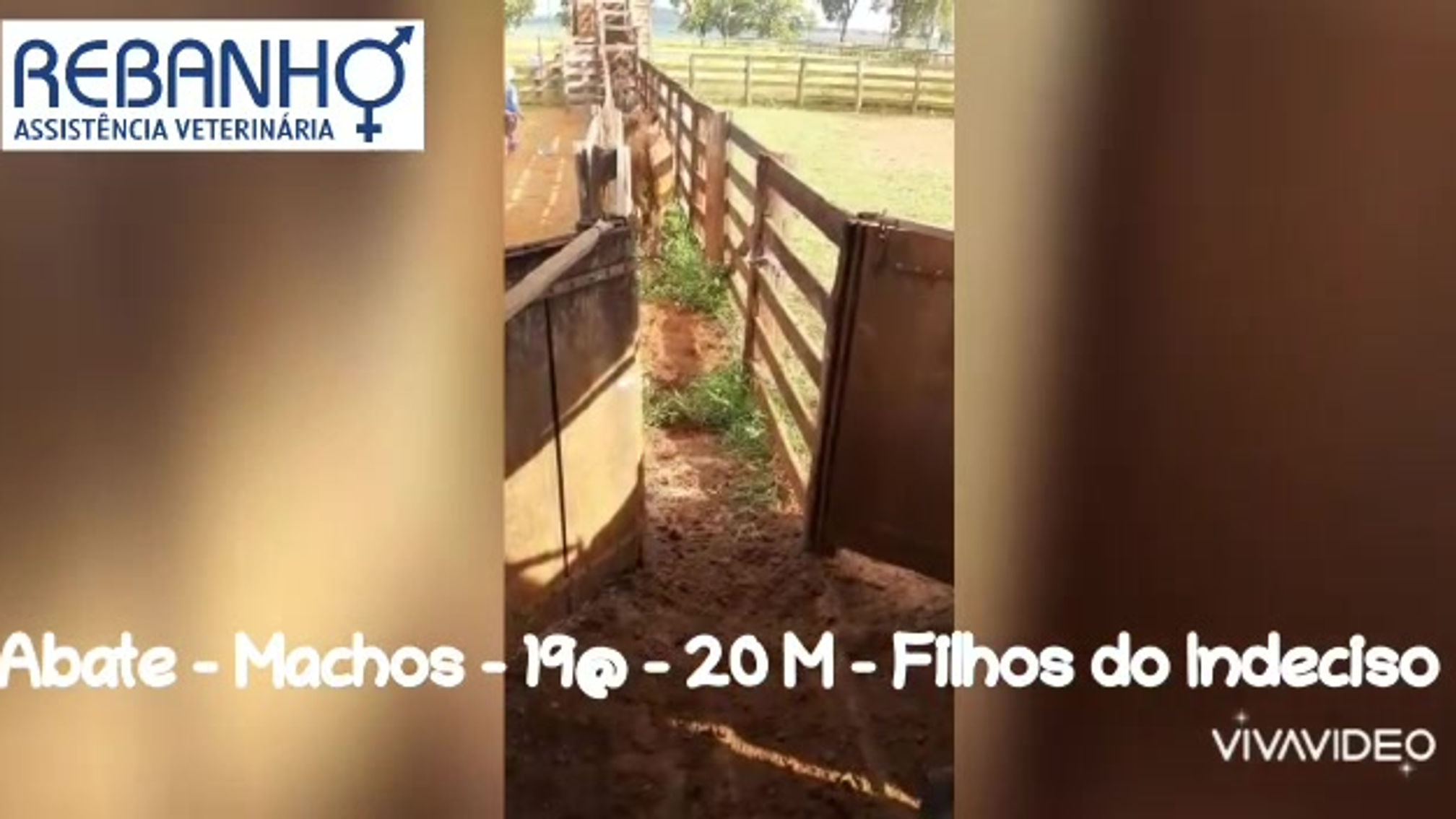 Filhos REM USP, Jabriel, Indeciso e Brasão - Fazenda Ouro Branco